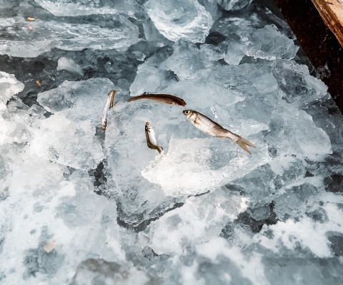 氷上のワカサギ